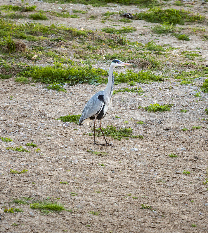 灰鹭(Ardea cinerea)在巴塞罗那